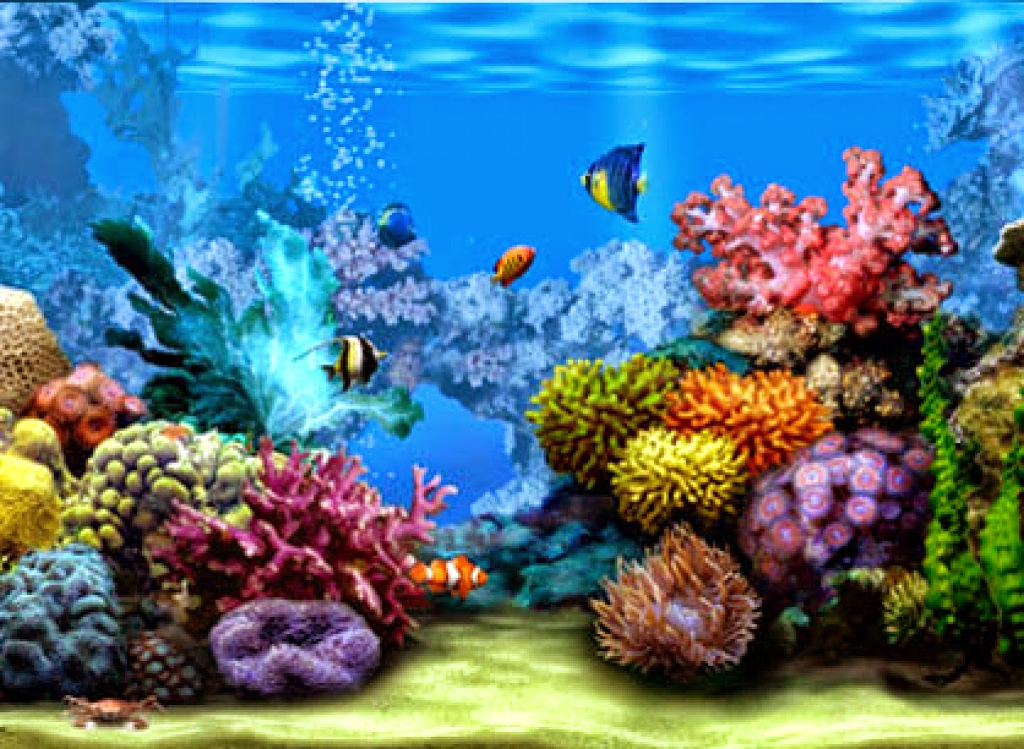 coral reef wallpaper hd,reef,coral reef,stony coral,marine biology,coral