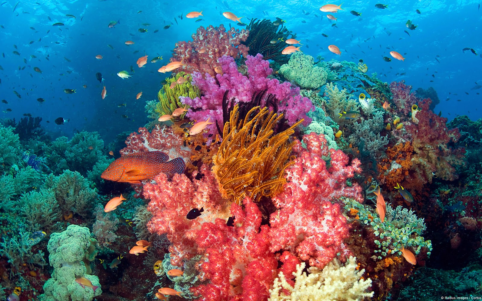 fond d'écran de récifs coralliens hd,récif,récif de corail,sous marin,corail,biologie marine
