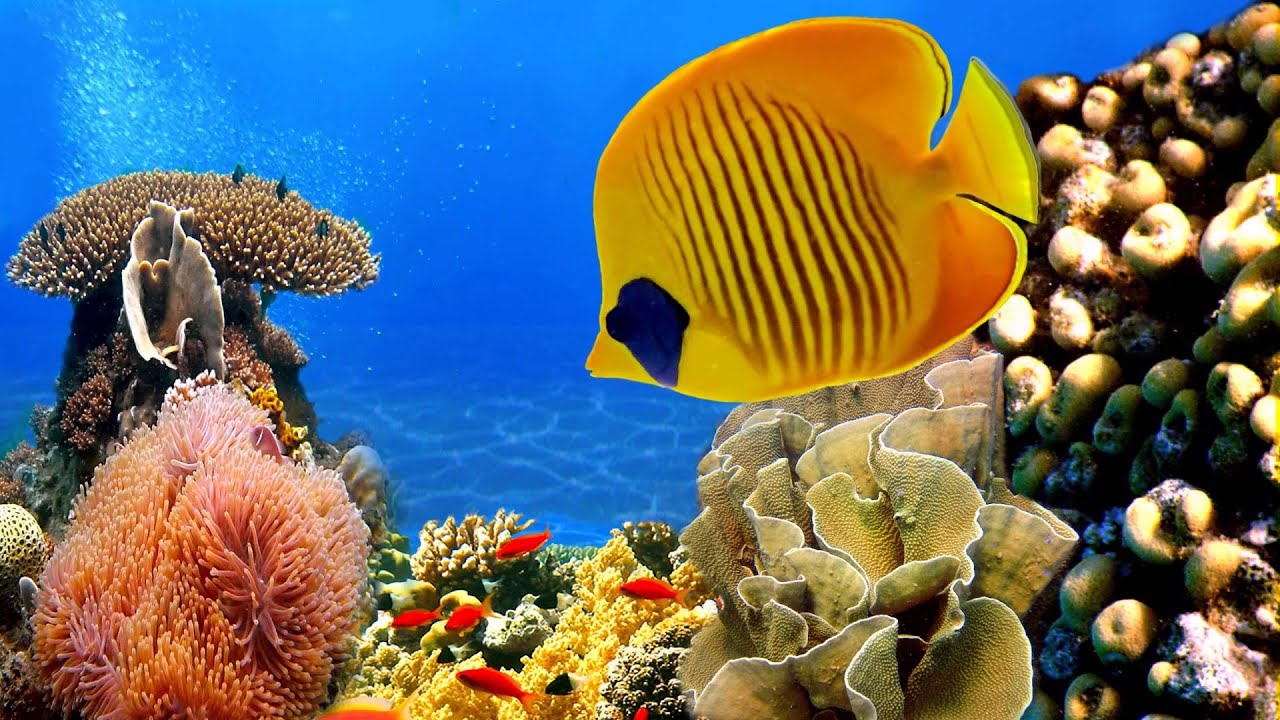 fond d'écran de récifs coralliens hd,poisson,récif,récif de corail,poissons de récifs coralliens,poisson