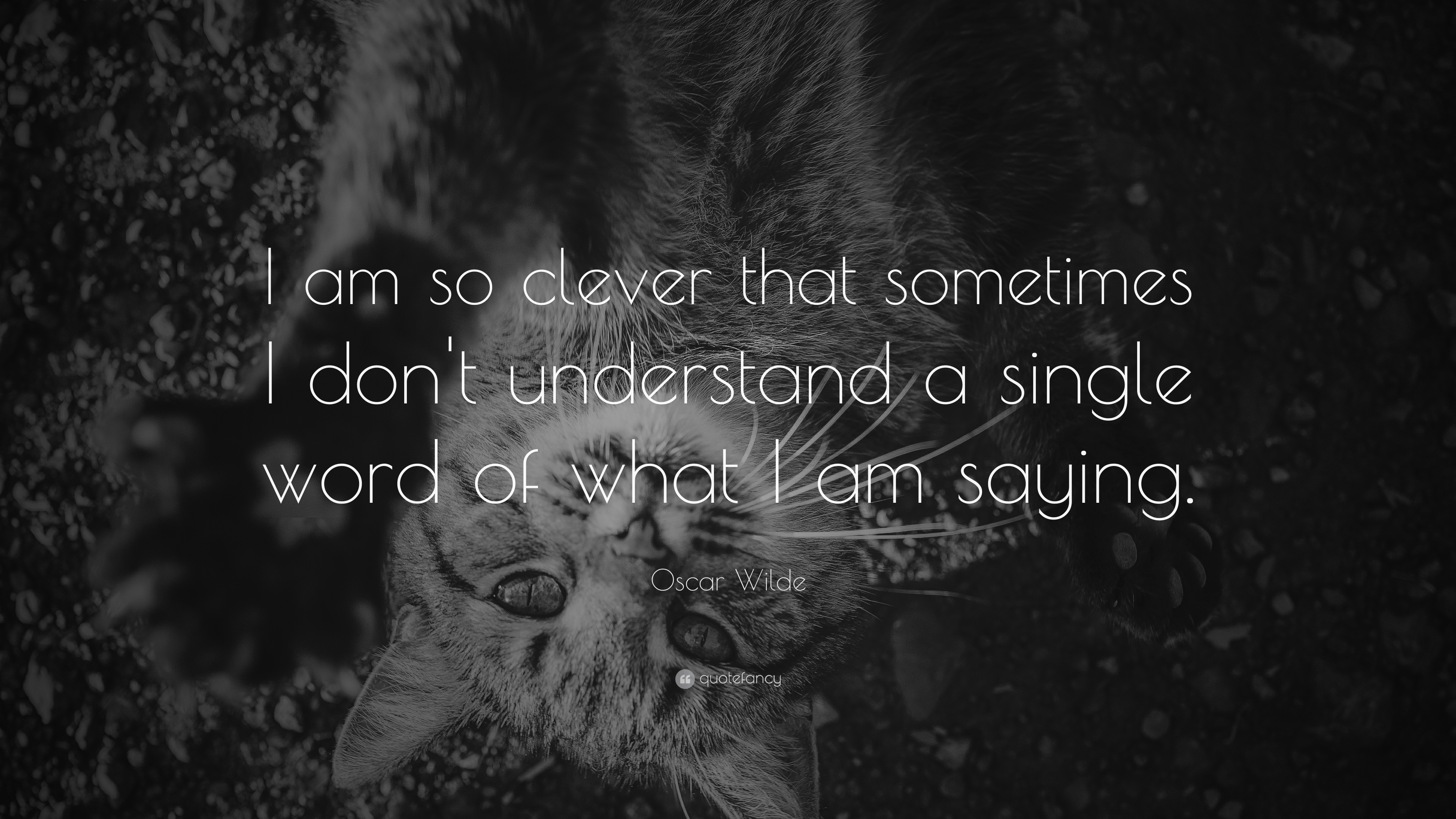 i am single wallpapers,text,whiskers,snout,font,black and white