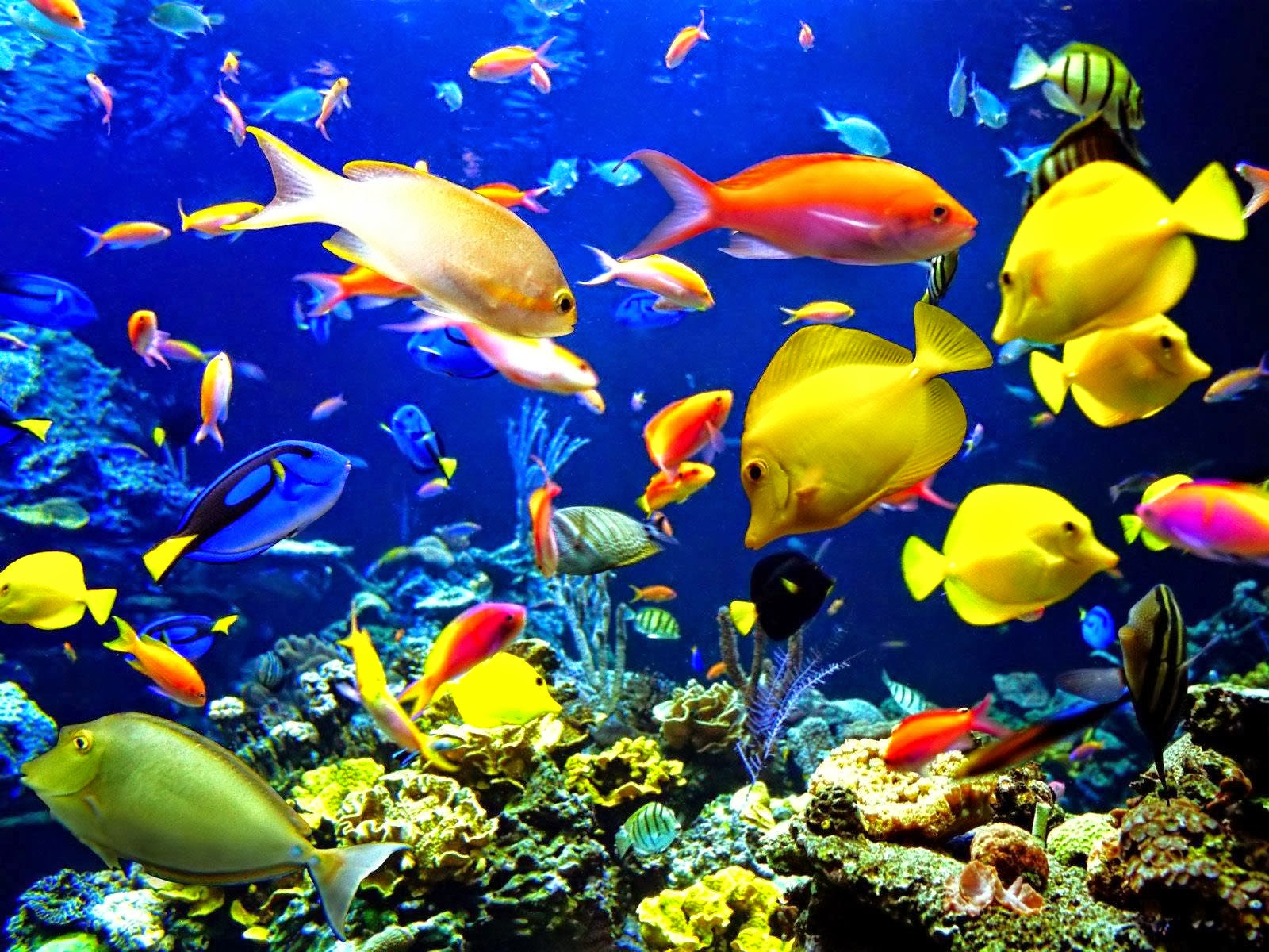 산호초 벽지의 hd,물고기,산호초,산호초 물고기,수중,해양 생물학