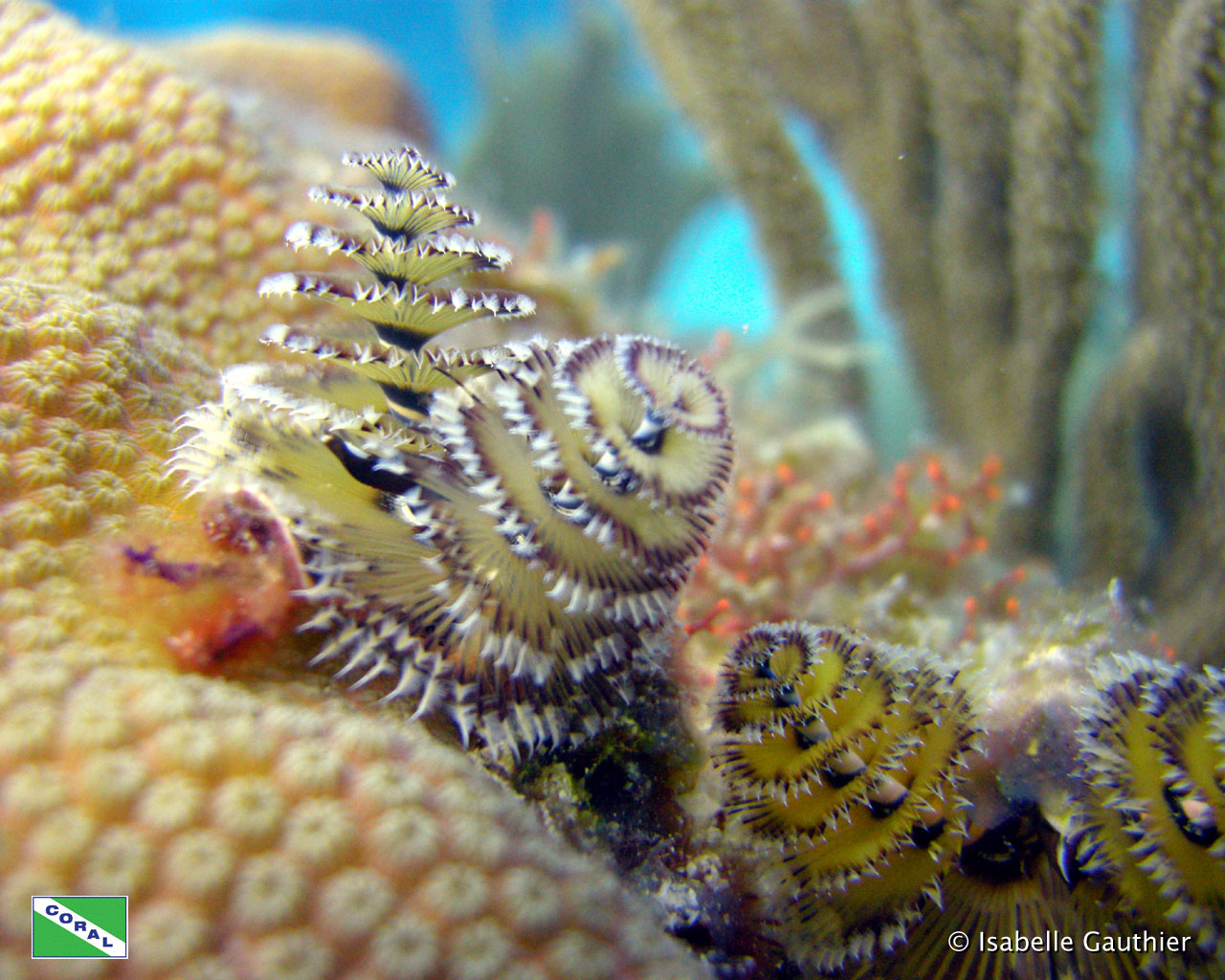 fond d'écran de récifs coralliens hd,biologie marine,sous marin,corail,récif,invertébré