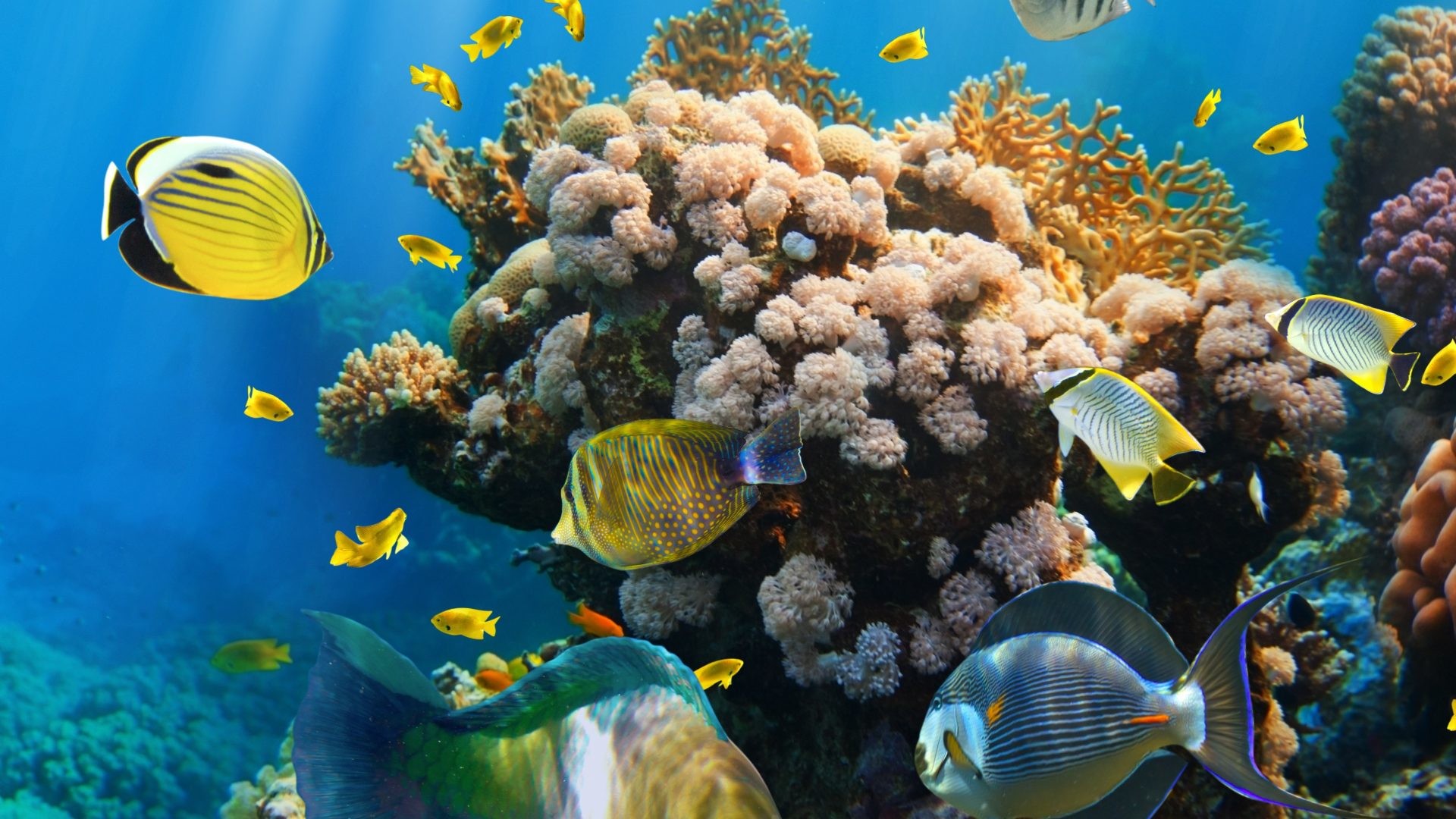 fond d'écran de récifs coralliens hd,récif,récif de corail,sous marin,poissons de récifs coralliens,corail