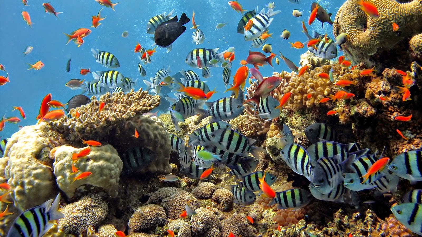 coral reef wallpaper hd,coral reef,reef,coral reef fish,underwater,marine biology