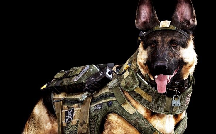 fond d'écran k9,chien,chien policier,museau,chien de race berger allemand,chien de garde