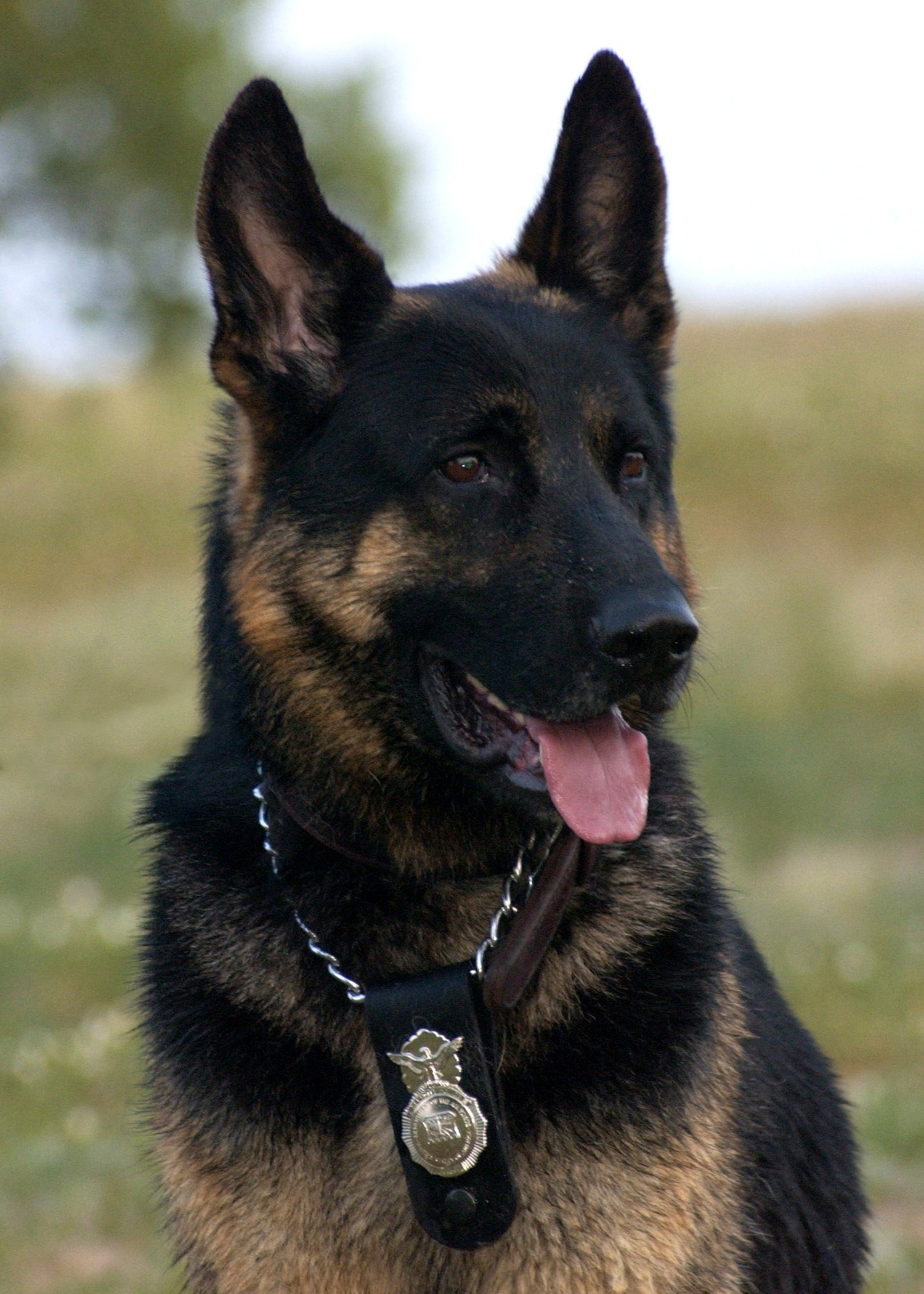 k9 fondo de pantalla,perro,perro pastor alemán,viejo perro pastor alemán,rey pastor,pastor de europa del este