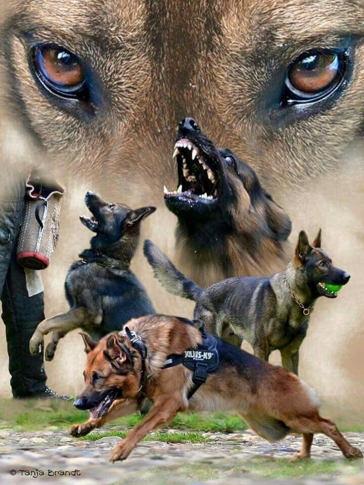 K9 Dogs Wallpapers Wallpaper Cave, 53% OFF