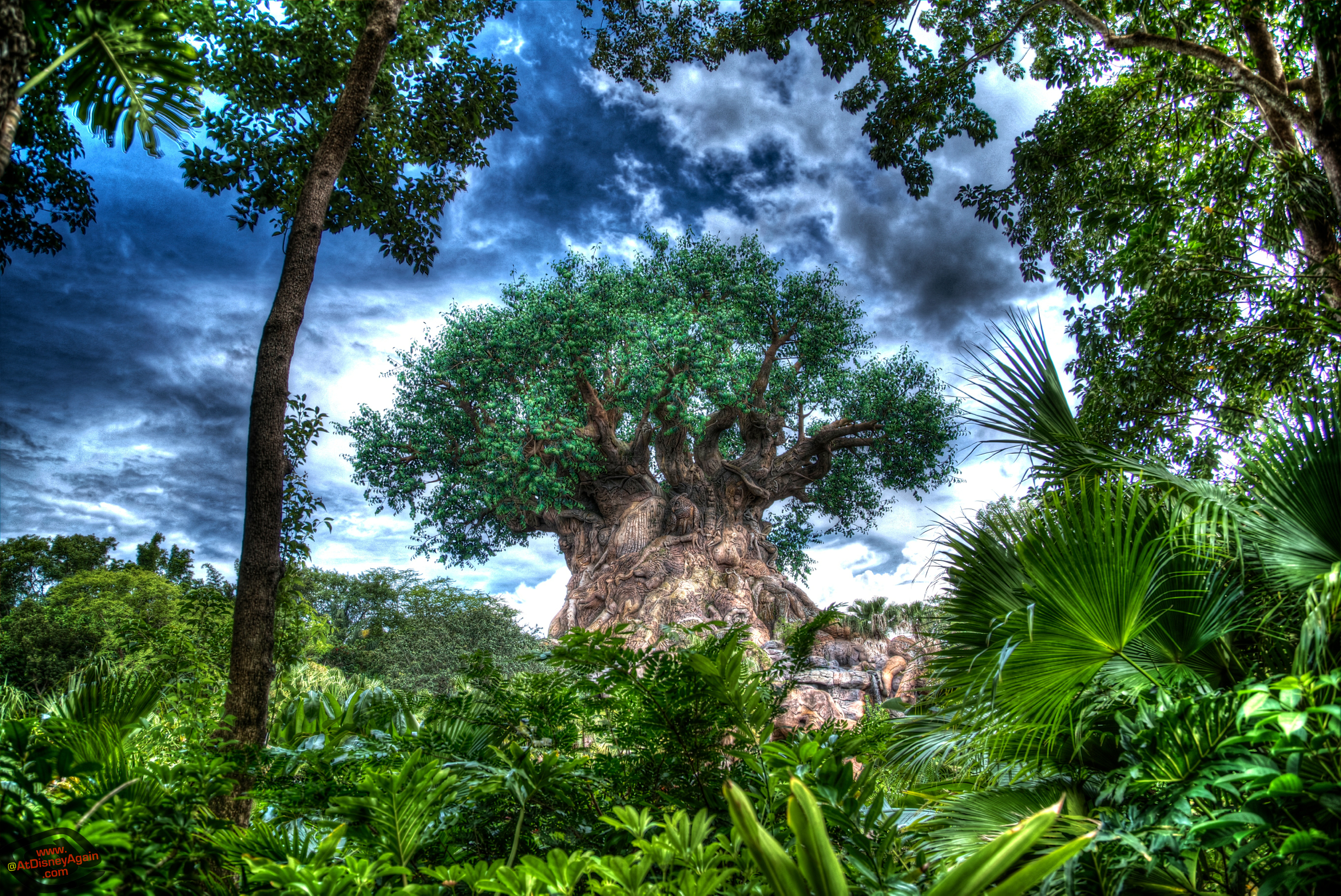 carta da parati dell'albero della vita,natura,albero,paesaggio naturale,giungla,foresta