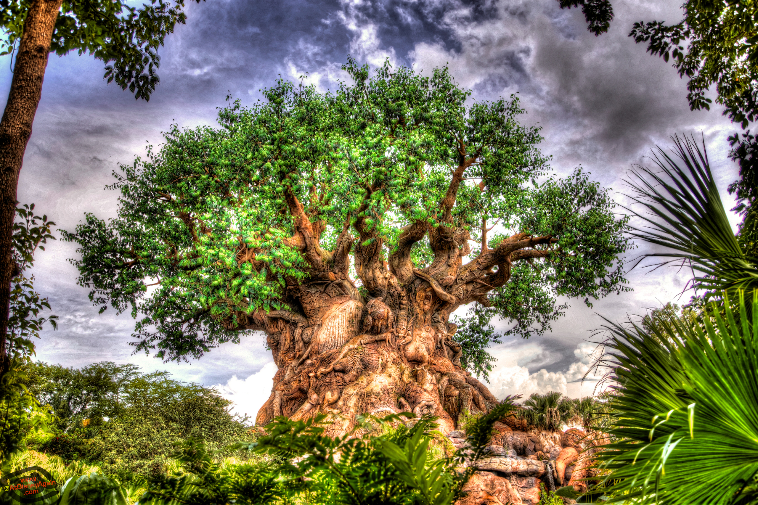 tree of life wallpaper,tree,vegetation,nature,natural landscape,plant