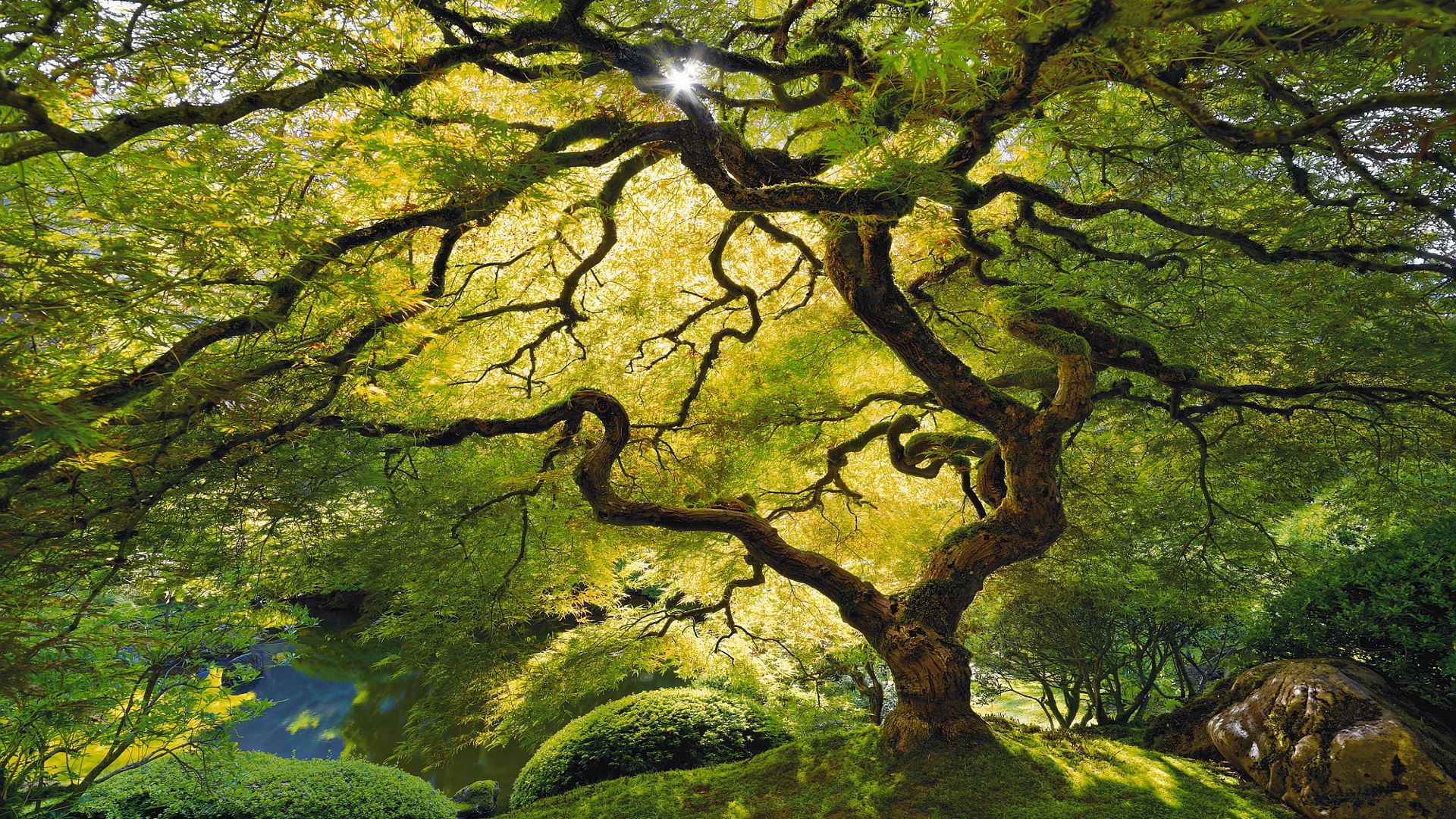 baum des lebens tapete,baum,natürliche landschaft,natur,grün,holzige pflanze