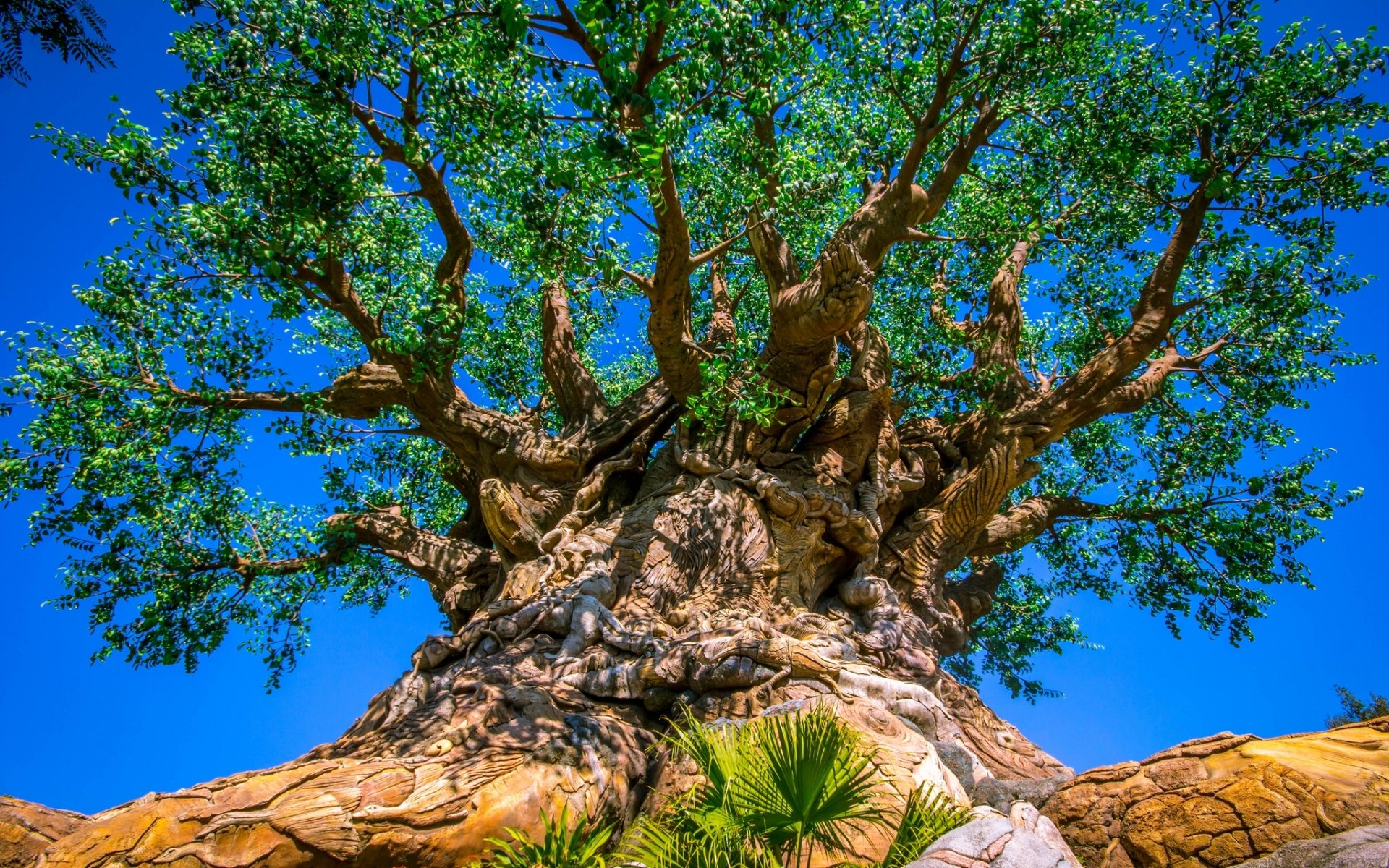 tree of life wallpaper,tree,nature,woody plant,branch,plant