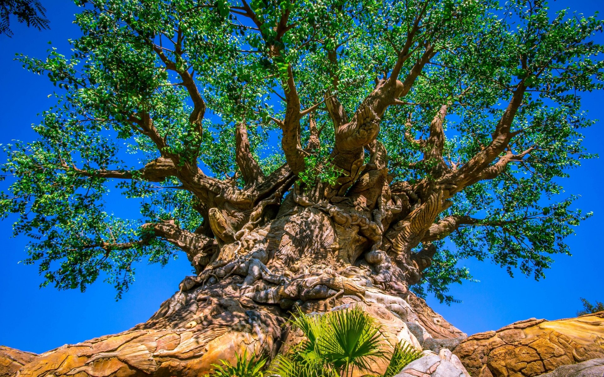 carta da parati dell'albero della vita,albero,natura,pianta legnosa,pianta,cielo