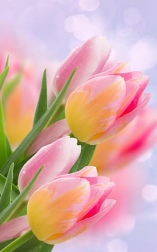 aplicativo de wallpaper,flower,flowering plant,petal,pink,tulip
