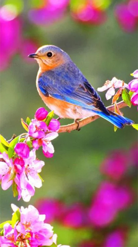 aplicativo de wallpaper,uccello,uccello azzurro orientale,bluebird,lilla,pianta