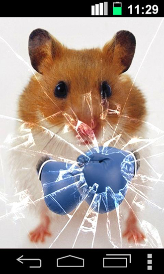 aplicativo de wallpaper,rat,hamster,souris,rongeur,moustaches