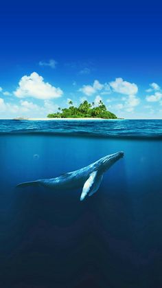 aplicativo de wallpaper,cielo,oceano,mar,delfín,mamífero marino