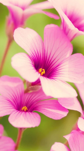 aplicativo de wallpaper,flower,flowering plant,petal,plant,pink