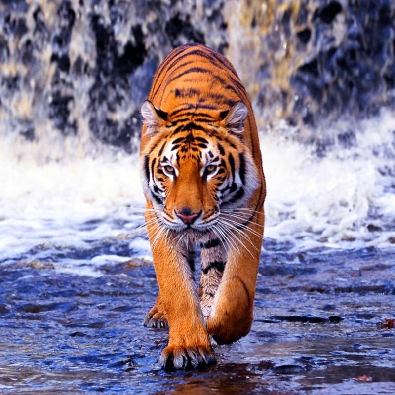 aplicativo de wallpaper,tigre,faune,tigre du bengale,animal terrestre,félidés