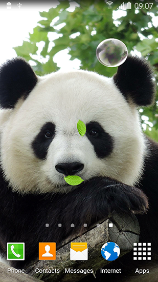 aplicativo de wallpaper,panda,mammal,bear,nose,plush