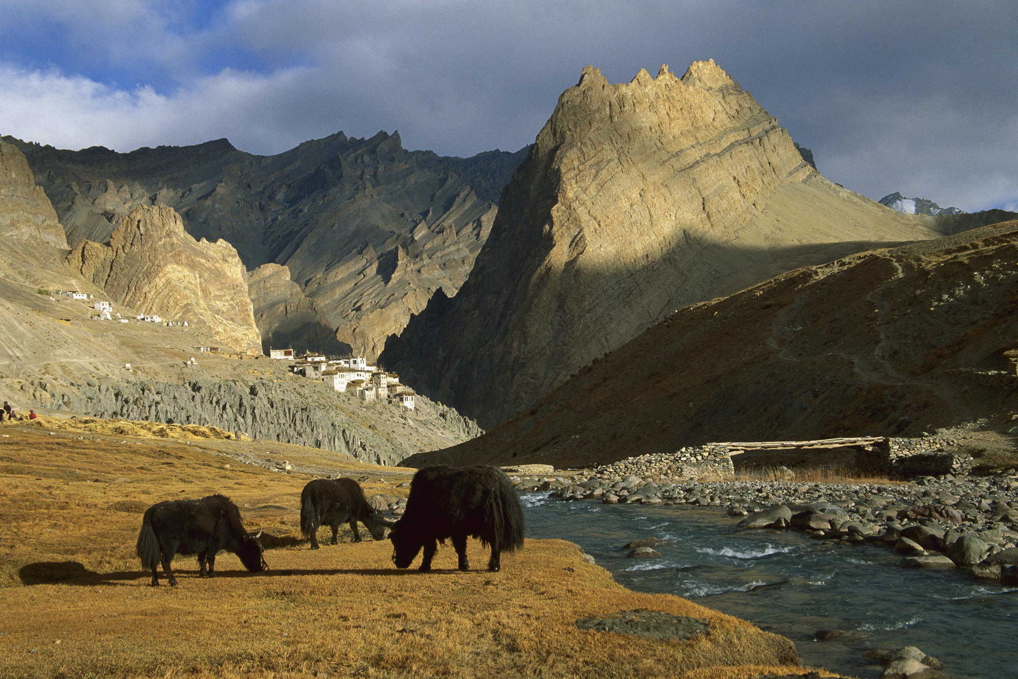 ladakh fondo de pantalla hd,paisaje natural,naturaleza,montaña,yak,fauna silvestre