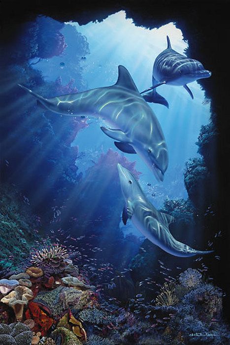kiss wale wallpaper,marine biology,fish,dolphin,organism,marine mammal