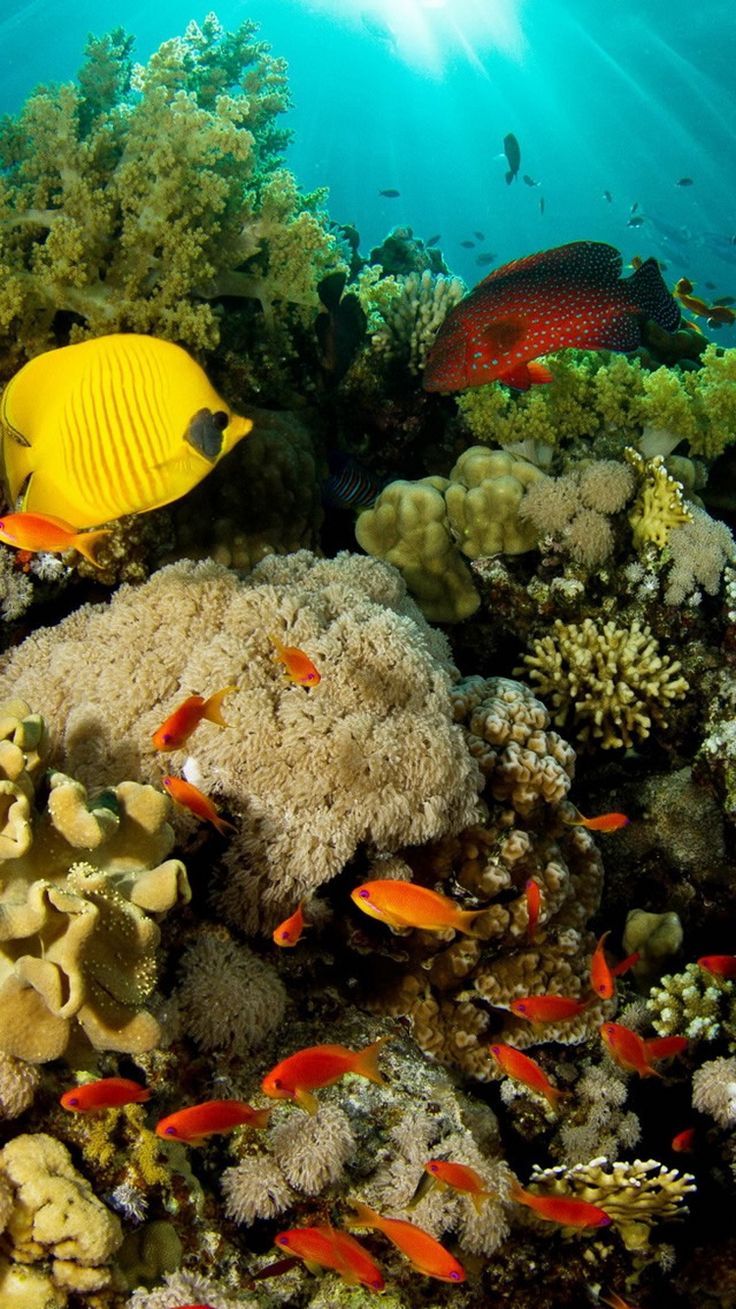 kuss wales wallpaper,riff,korallenriff,unter wasser,korallenrifffische,meeresbiologie
