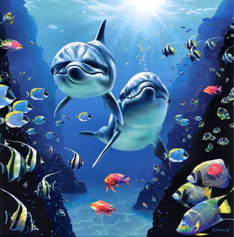 fond d'écran baiser wale,biologie marine,poisson,sous marin,poisson,dauphin