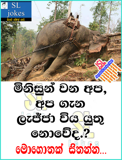 carta da parati scherzo singalese,natura,animale terrestre,albero,didascalia della foto,elefante