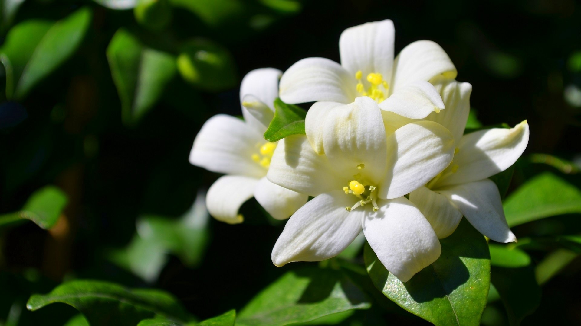 ジャスミンの花の写真の壁紙,花,開花植物,白い,工場,花弁