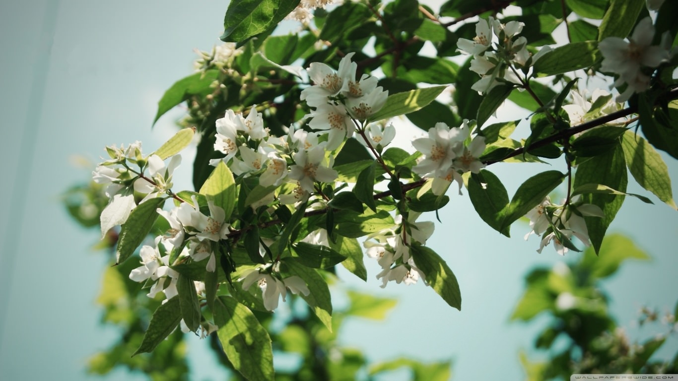 jasmine flower pictures wallpaper,flower,flowering plant,plant,tree,branch