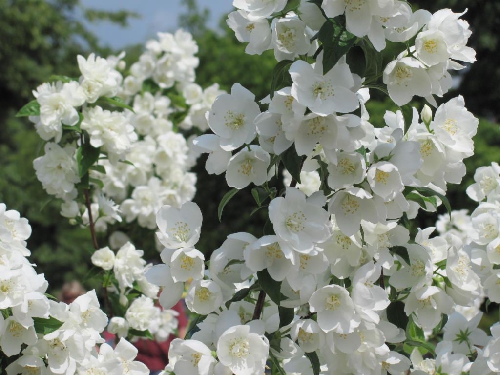 immagini di fiori di gelsomino sfondo,fiore,pianta fiorita,pianta,bianca,petalo