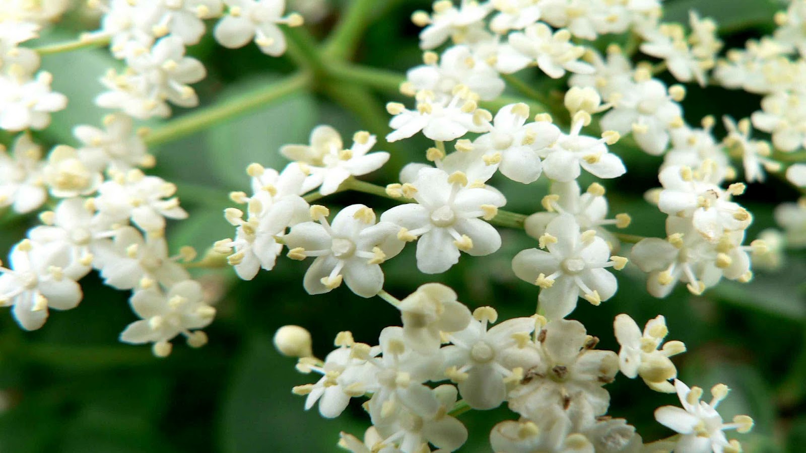 ジャスミンの花の写真の壁紙,花,白い,工場,開花植物,ハナミズキの家族