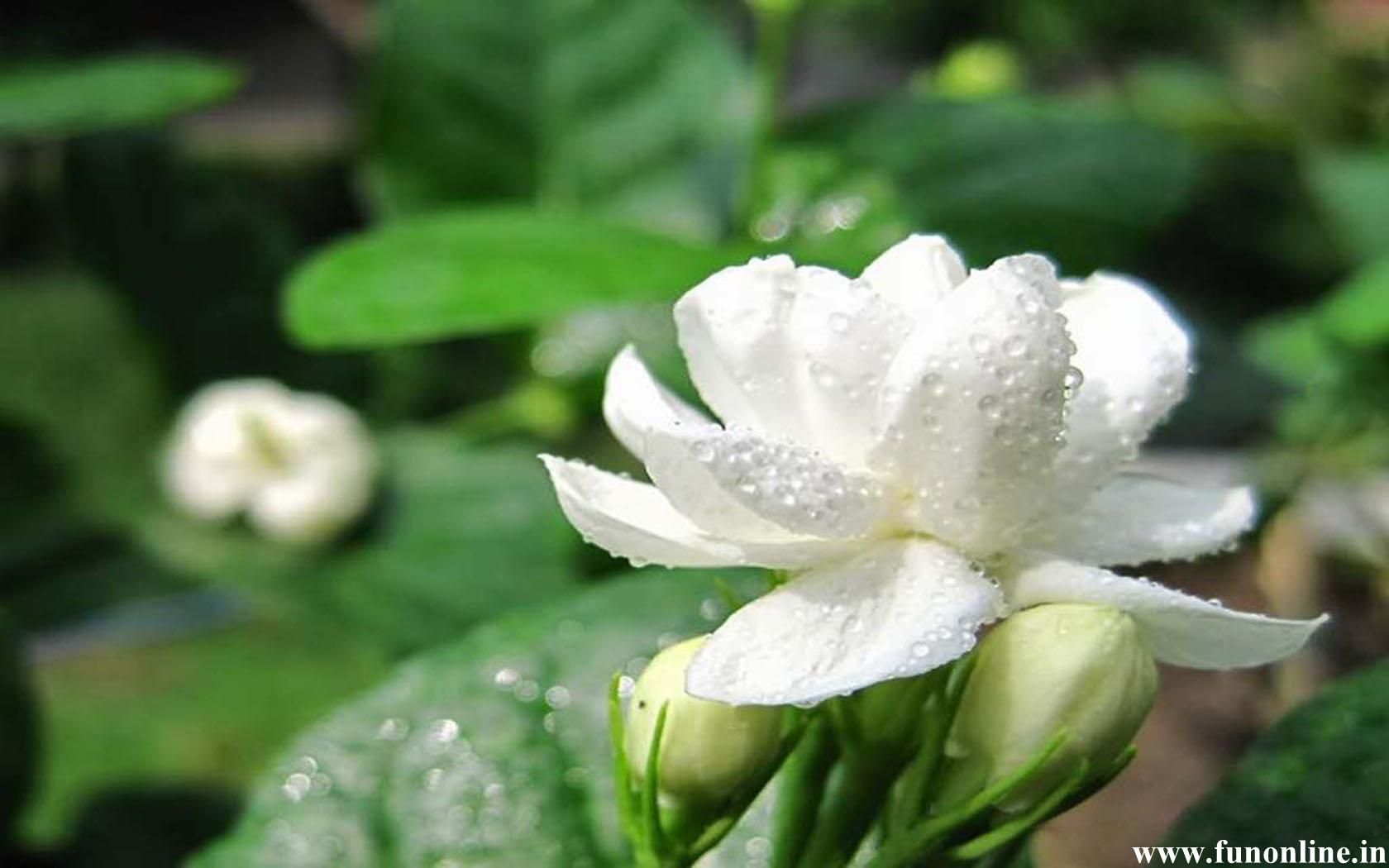 fond d'écran de fleurs de jasmin,fleur,plante à fleurs,blanc,pétale,plante