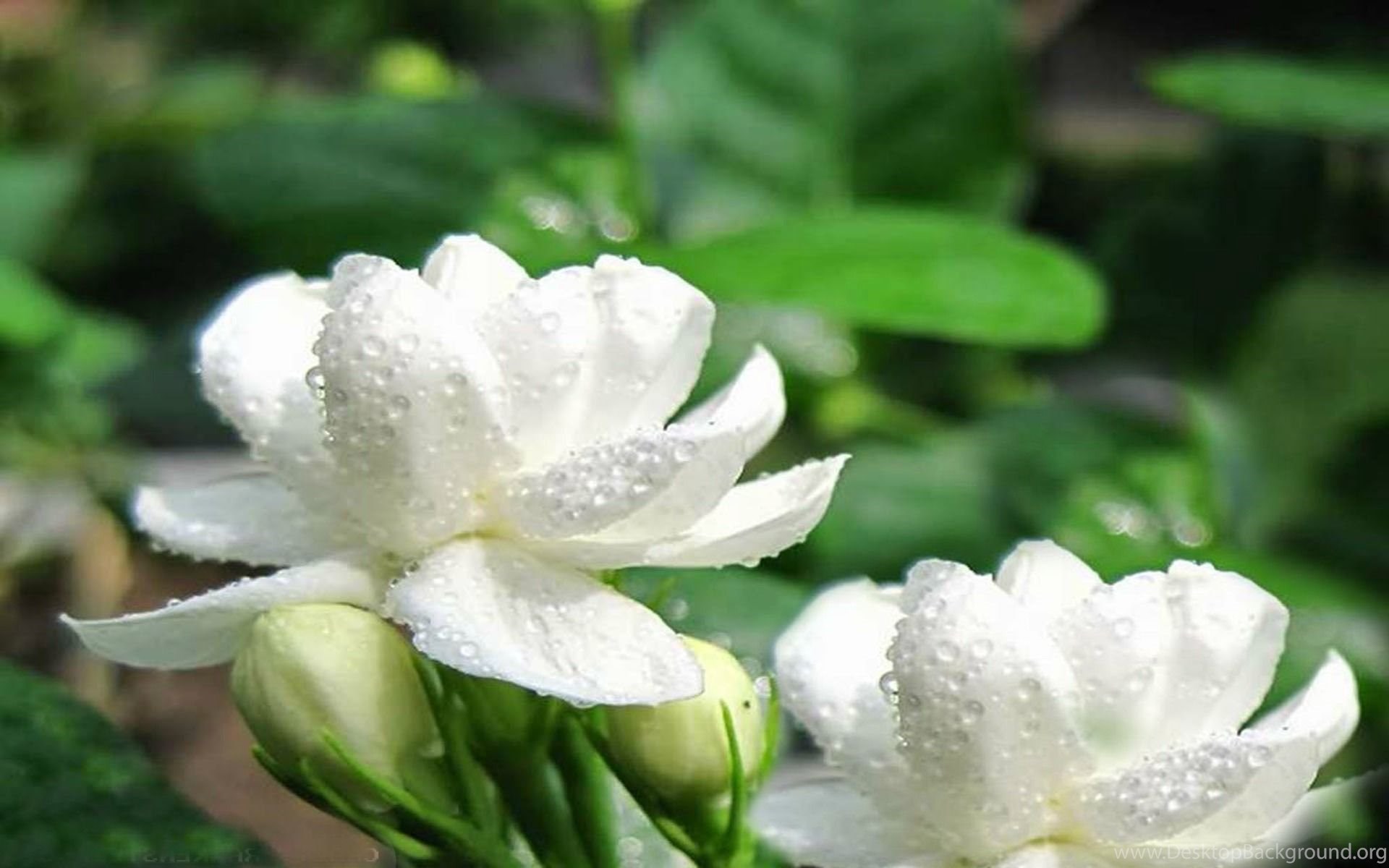 fond d'écran de fleurs de jasmin,fleur,plante à fleurs,blanc,pétale,plante