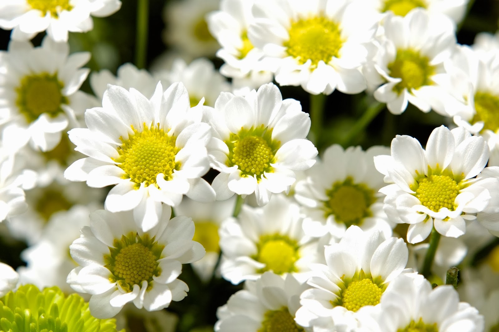 jasmine flower pictures wallpaper,flower,flowering plant,petal,chamomile,plant