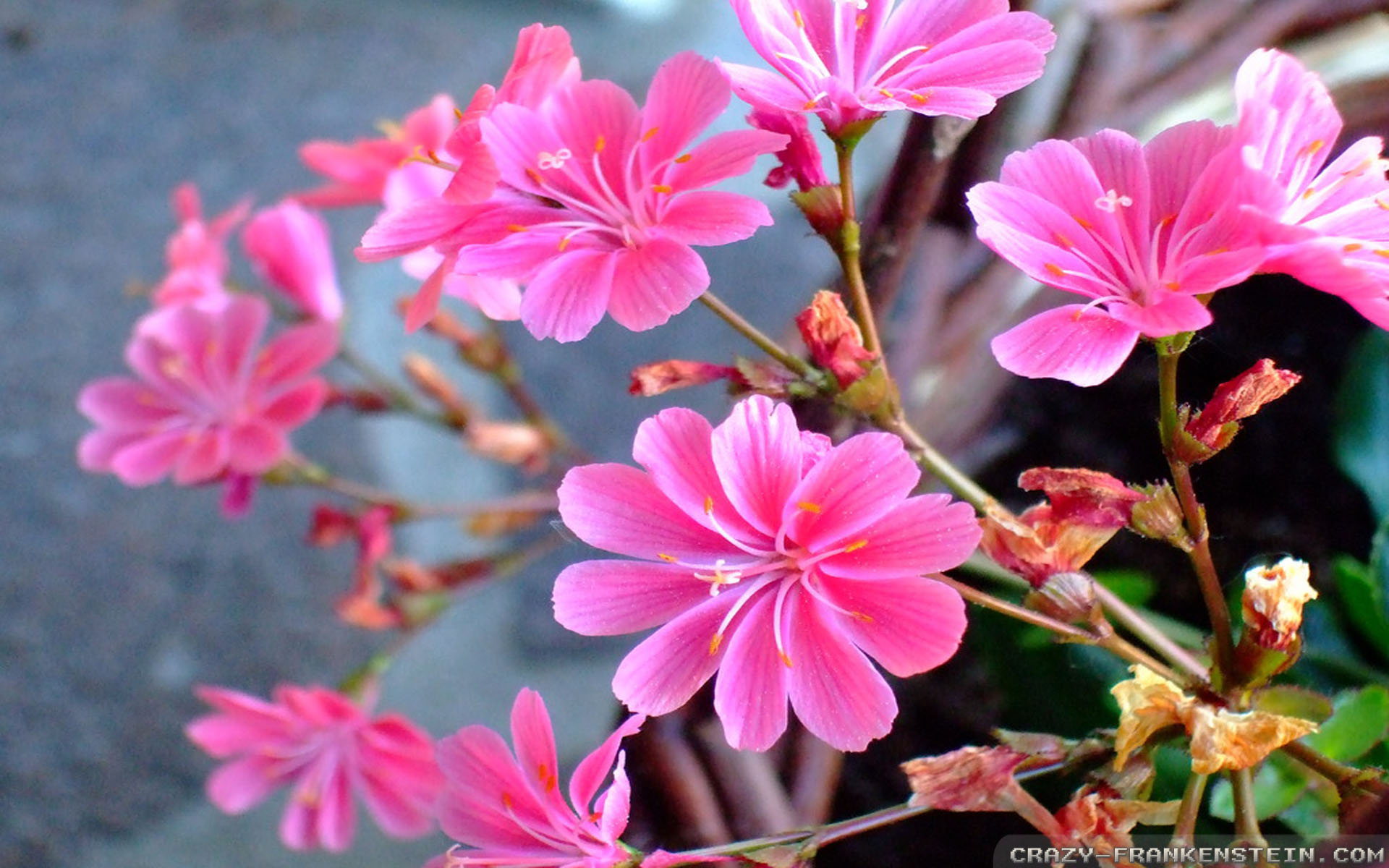 jazmín flor imágenes fondos de pantalla,flor,planta floreciendo,pétalo,rosado,planta