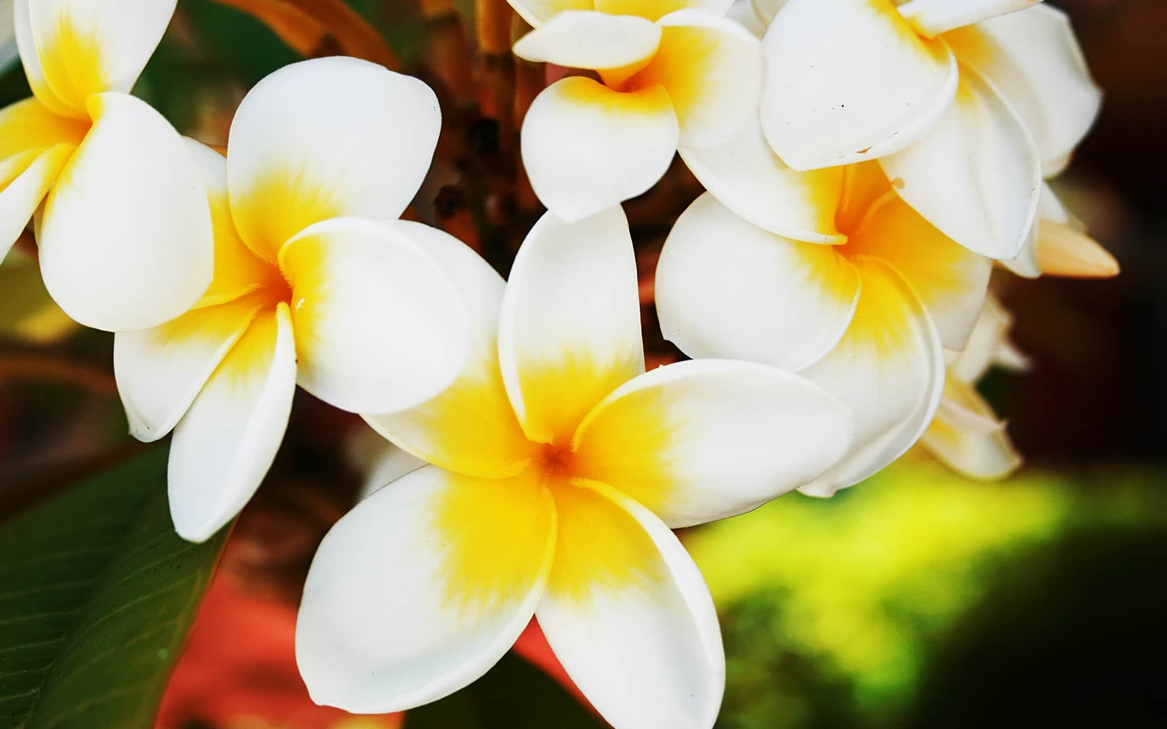 jazmín flor imágenes fondos de pantalla,flor,pétalo,frangipani,planta,planta floreciendo