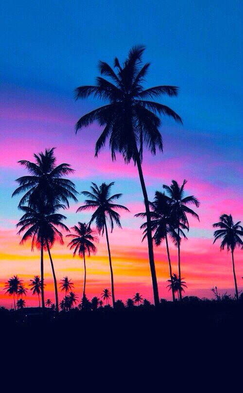 cute pink wallpaper for android,sky,tree,nature,palm tree,arecales