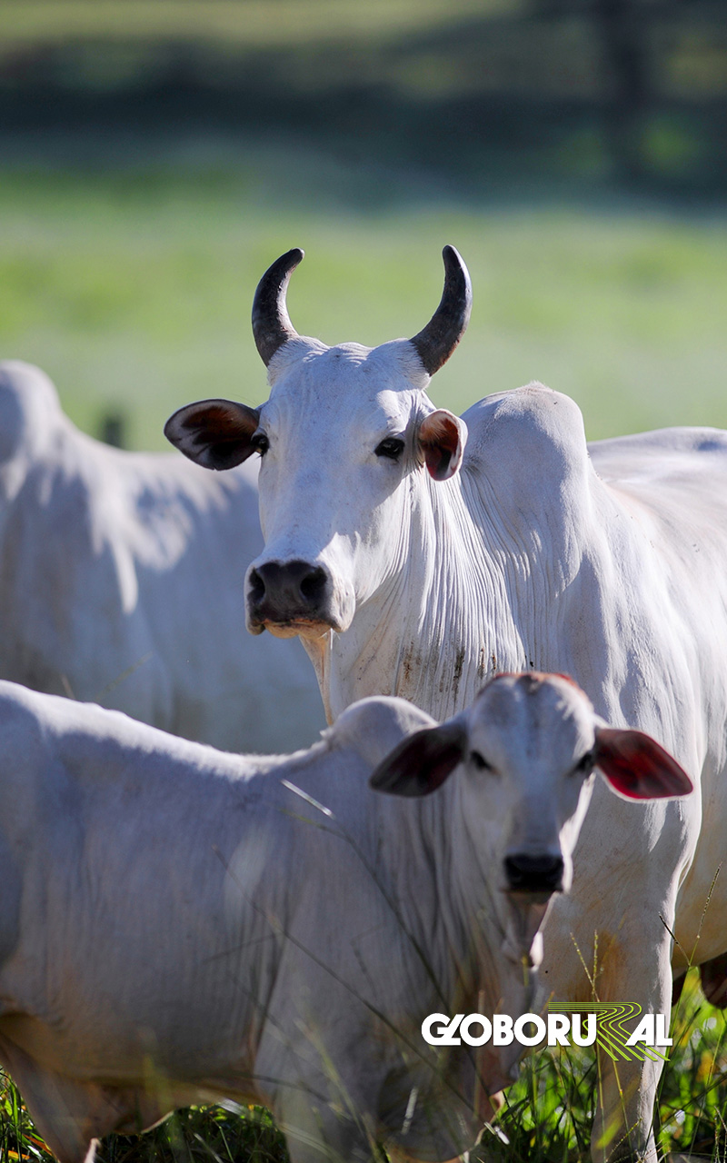 fondo de pantalla de boi,cuerno,cebú,vaca lechera,ganado,prado