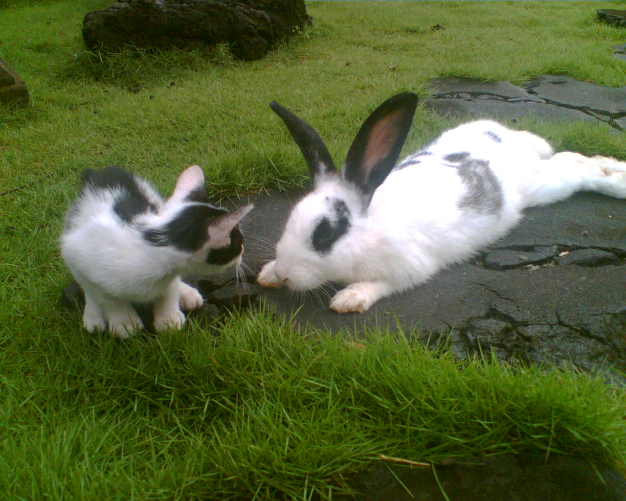 壁紙kelinci bergerak,飼いウサギ,ウサギ,ウサギとウサギ,草,野ウサギ