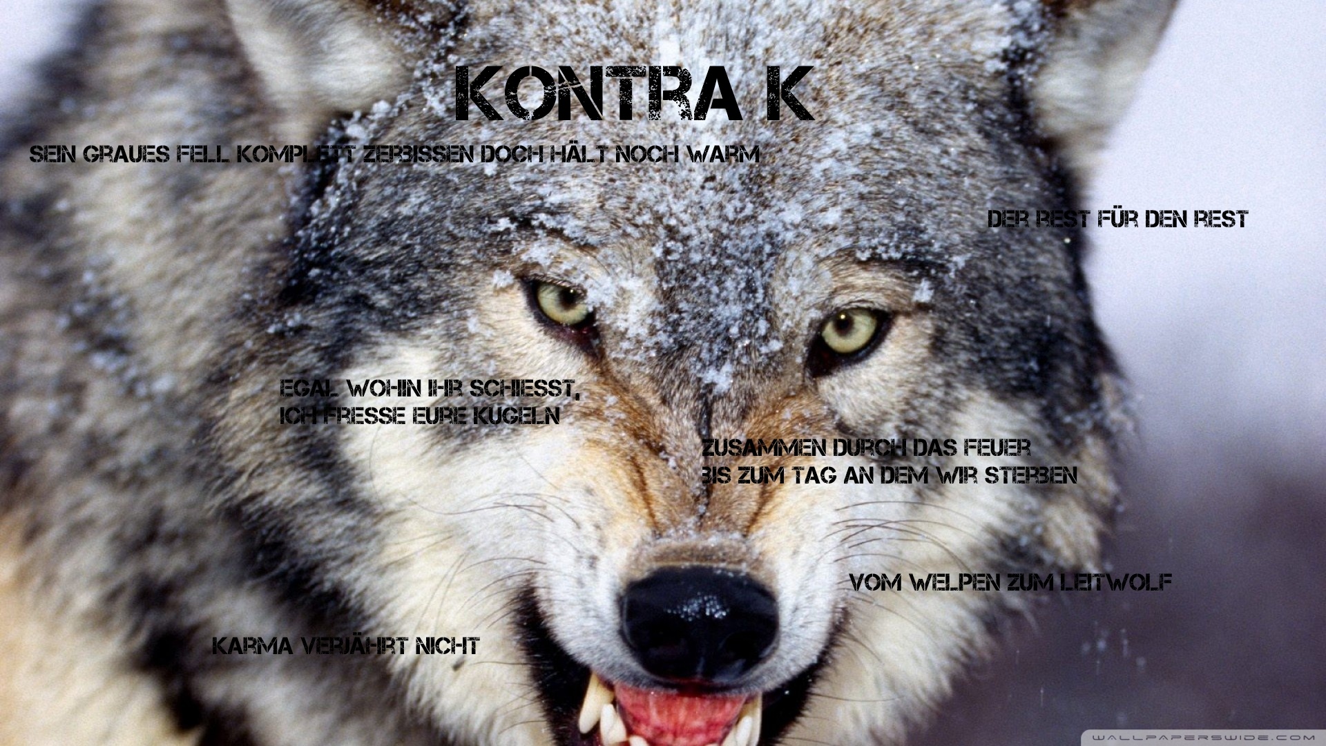 kontra k tapete,wolf,tierwelt,kojote,roter wolf,schnauze