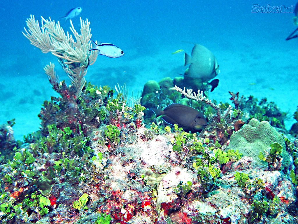 carta da parati fundo do mar,scogliera,barriera corallina,subacqueo,corallo,pesci di barriera corallina