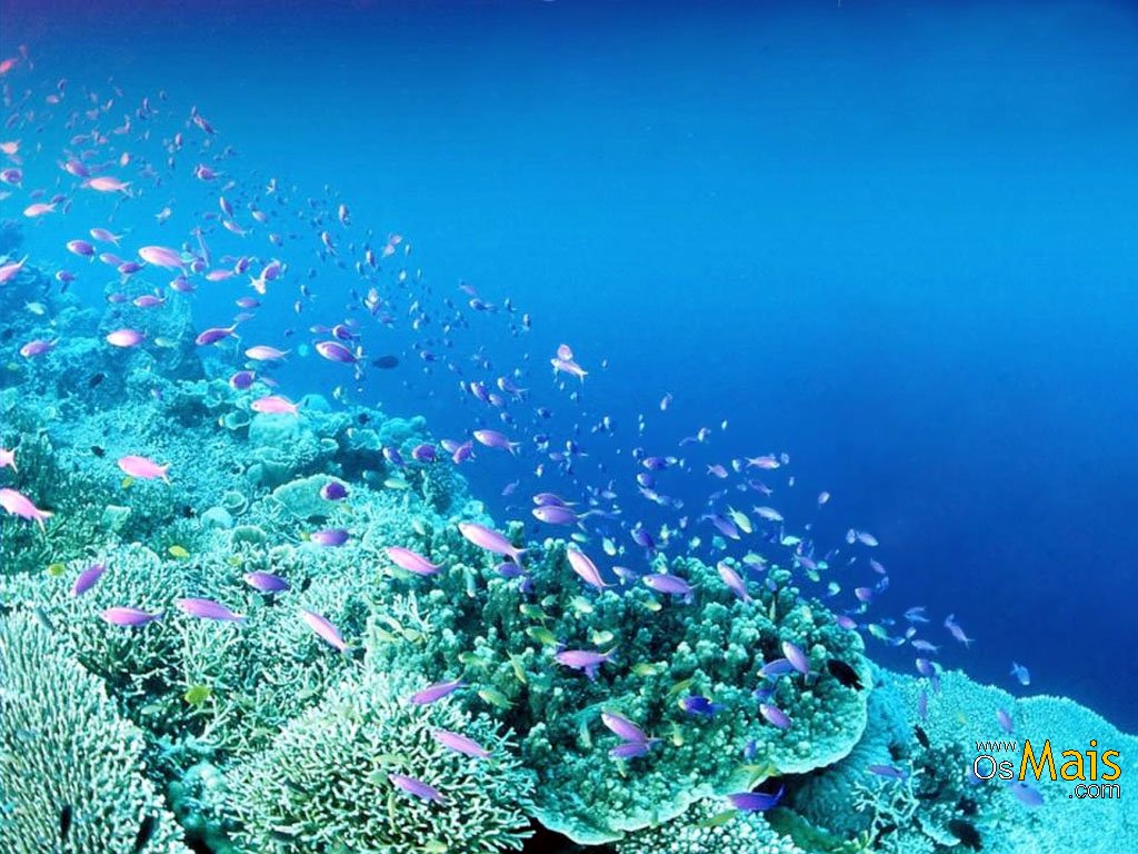 fondos de pantalla fundo do mar,arrecife de coral,agua,arrecife,submarino,biología marina