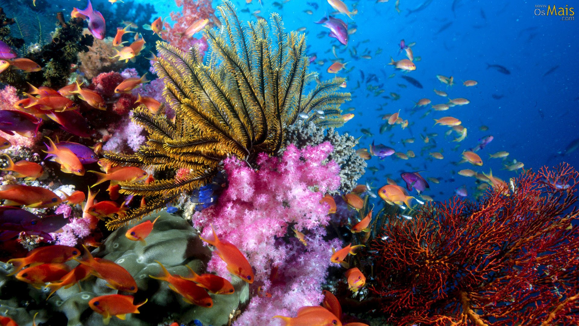 fond d'écran fundo do mar,récif,récif de corail,sous marin,biologie marine,poissons de récifs coralliens