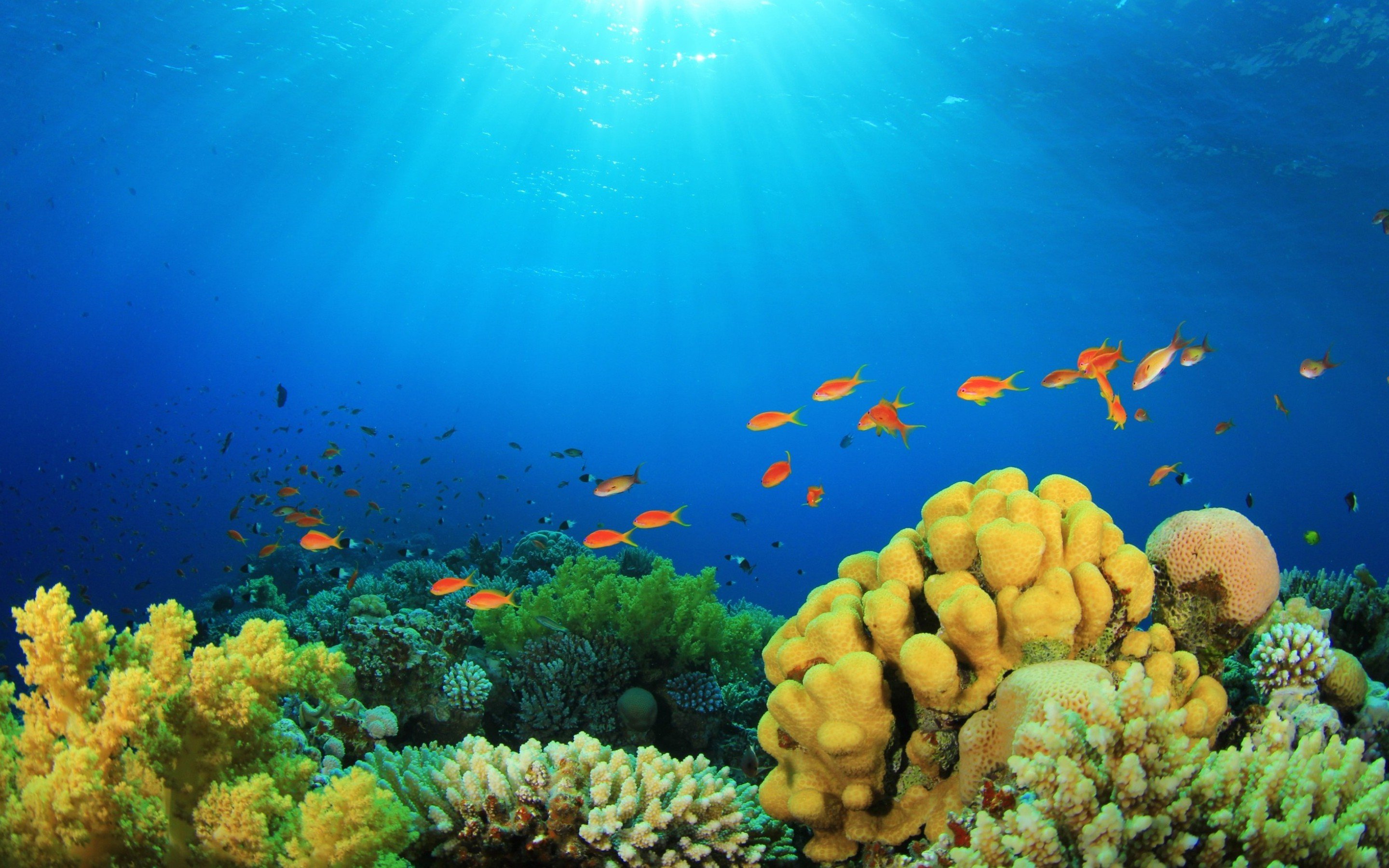 wallpaper fundo do mar,coral reef,reef,underwater,marine biology,natural environment