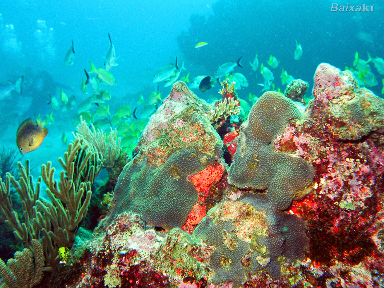 배경 fundo 할 3 월,암초,산호초,수중,해양 생물학,산호