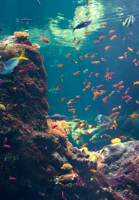 fondos de pantalla fundo do mar,agua,submarino,biología marina,pez,acuario