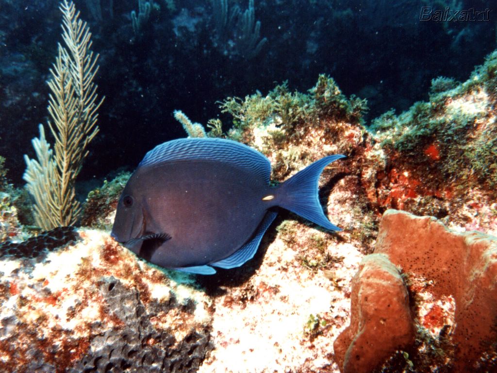 fond d'écran fundo do mar,poisson,sous marin,biologie marine,poisson,récif