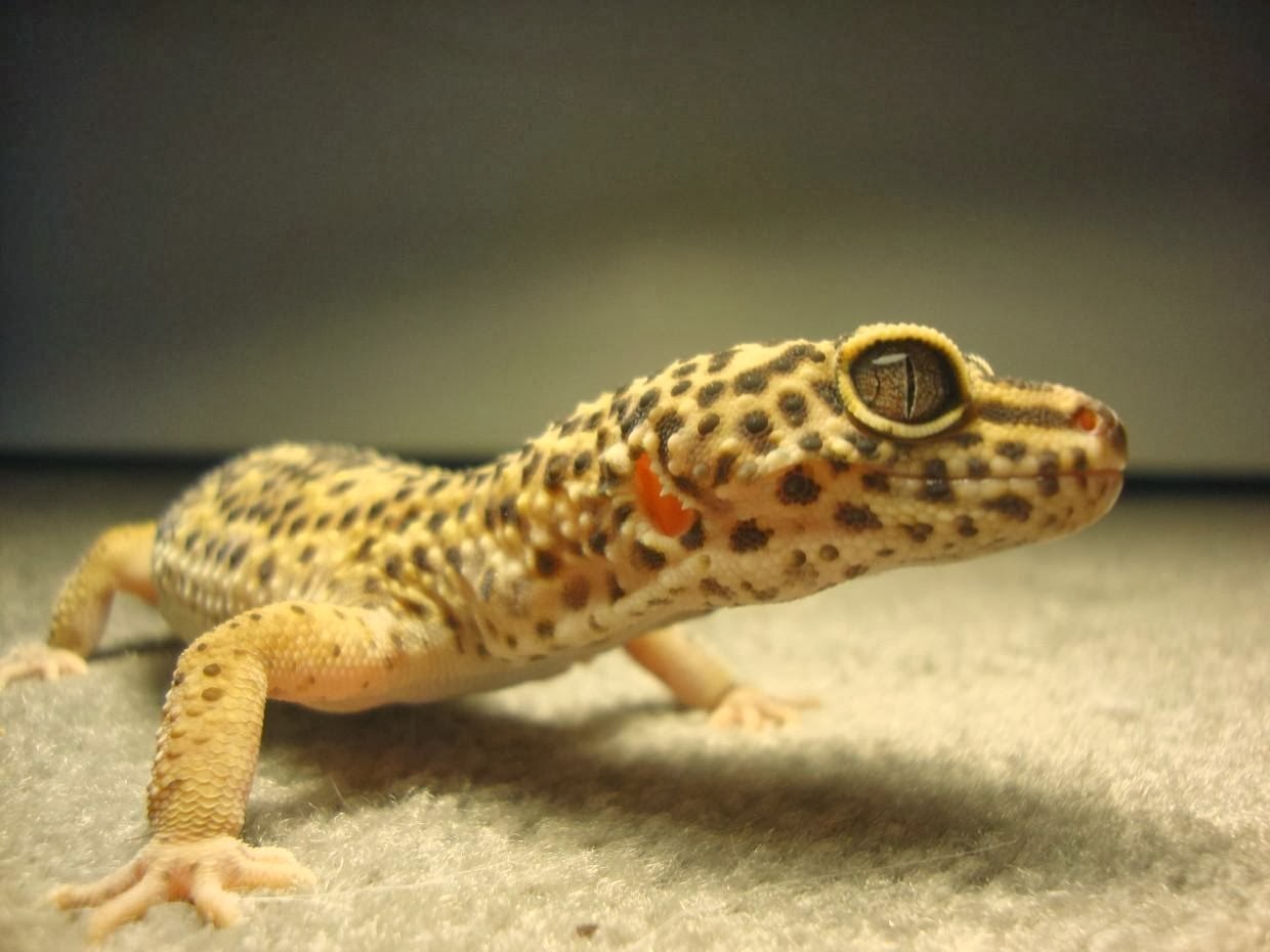 leopard gecko tapete,reptil,gecko,eidechse,landtier,gebänderte geckos