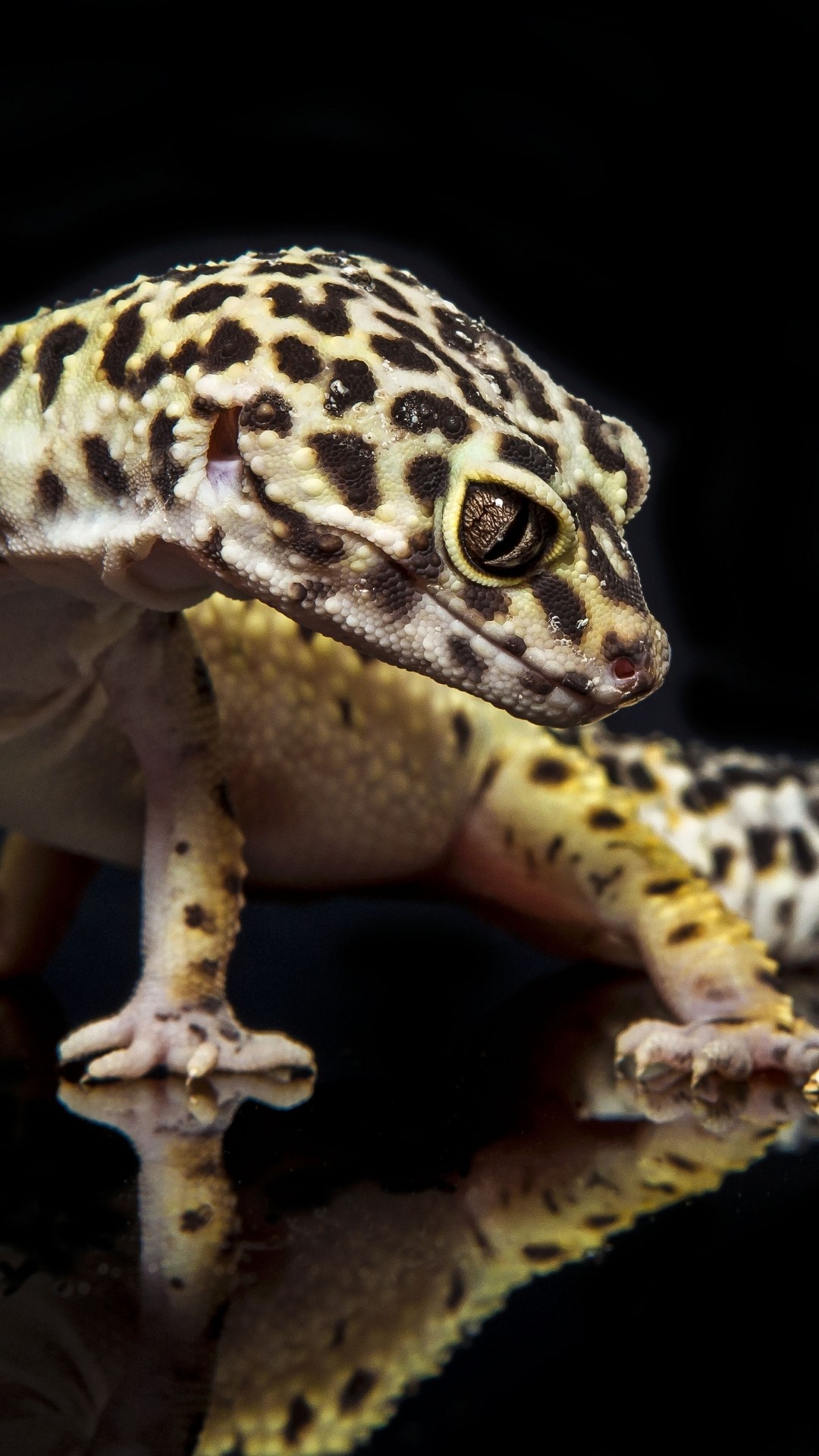 fondo de pantalla de gecko leopardo,animal terrestre,geco,reptil,rana,sapo